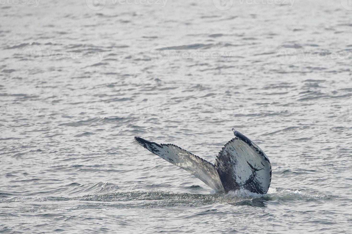 Humpback whale tail photo