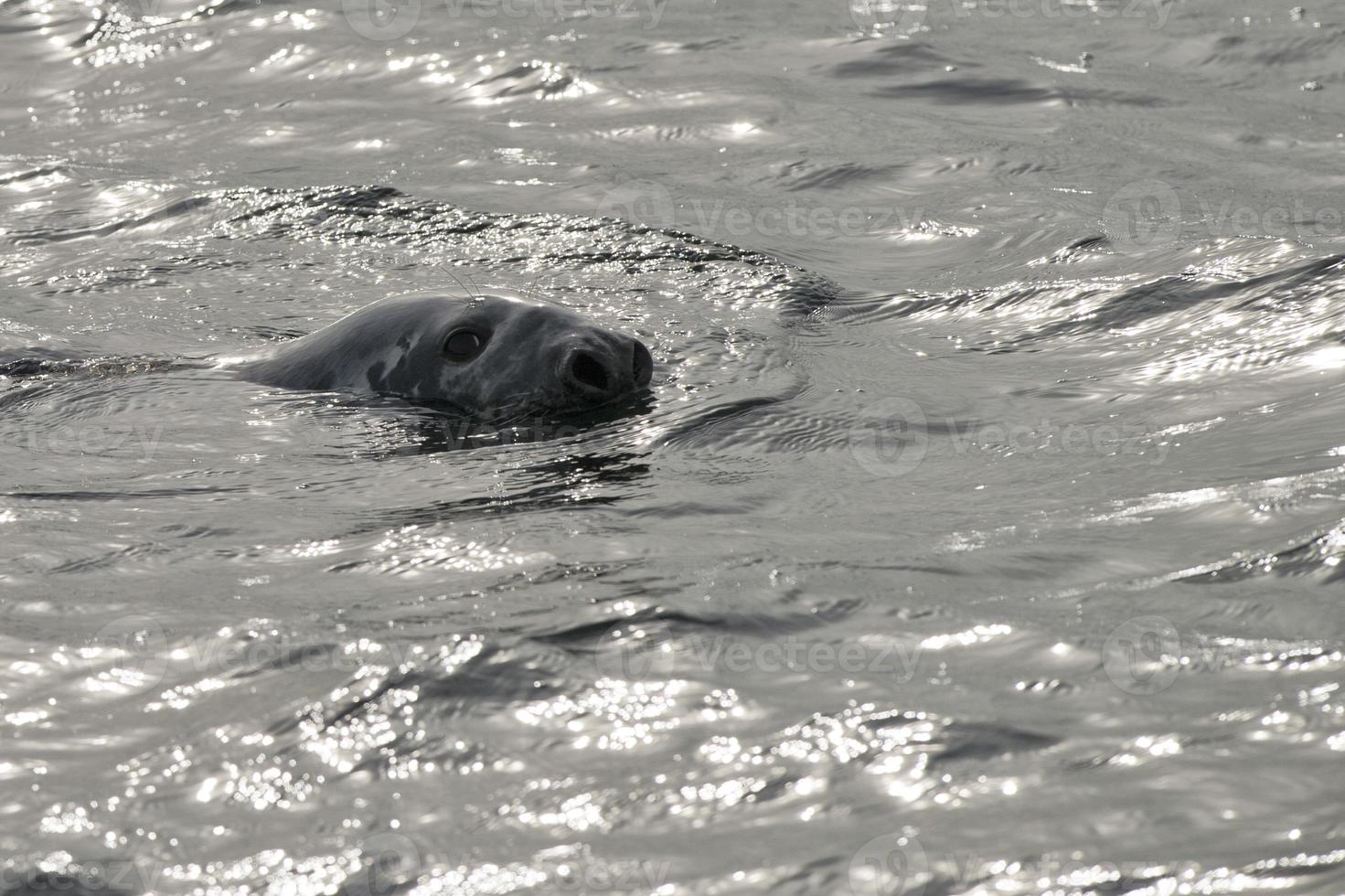 A seal while swimming photo