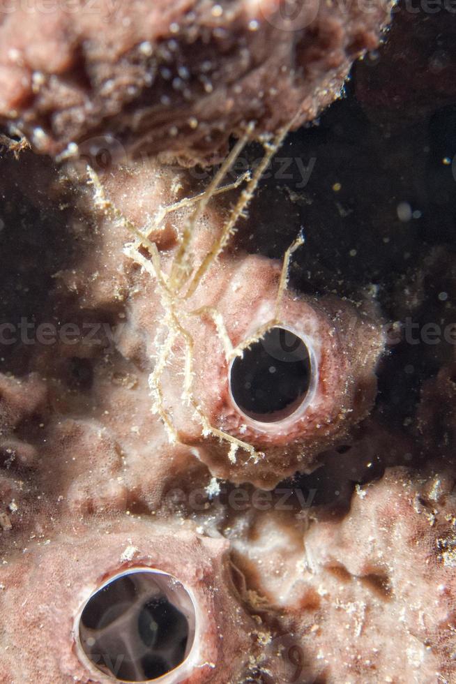 A colorful hermit crab head detail photo