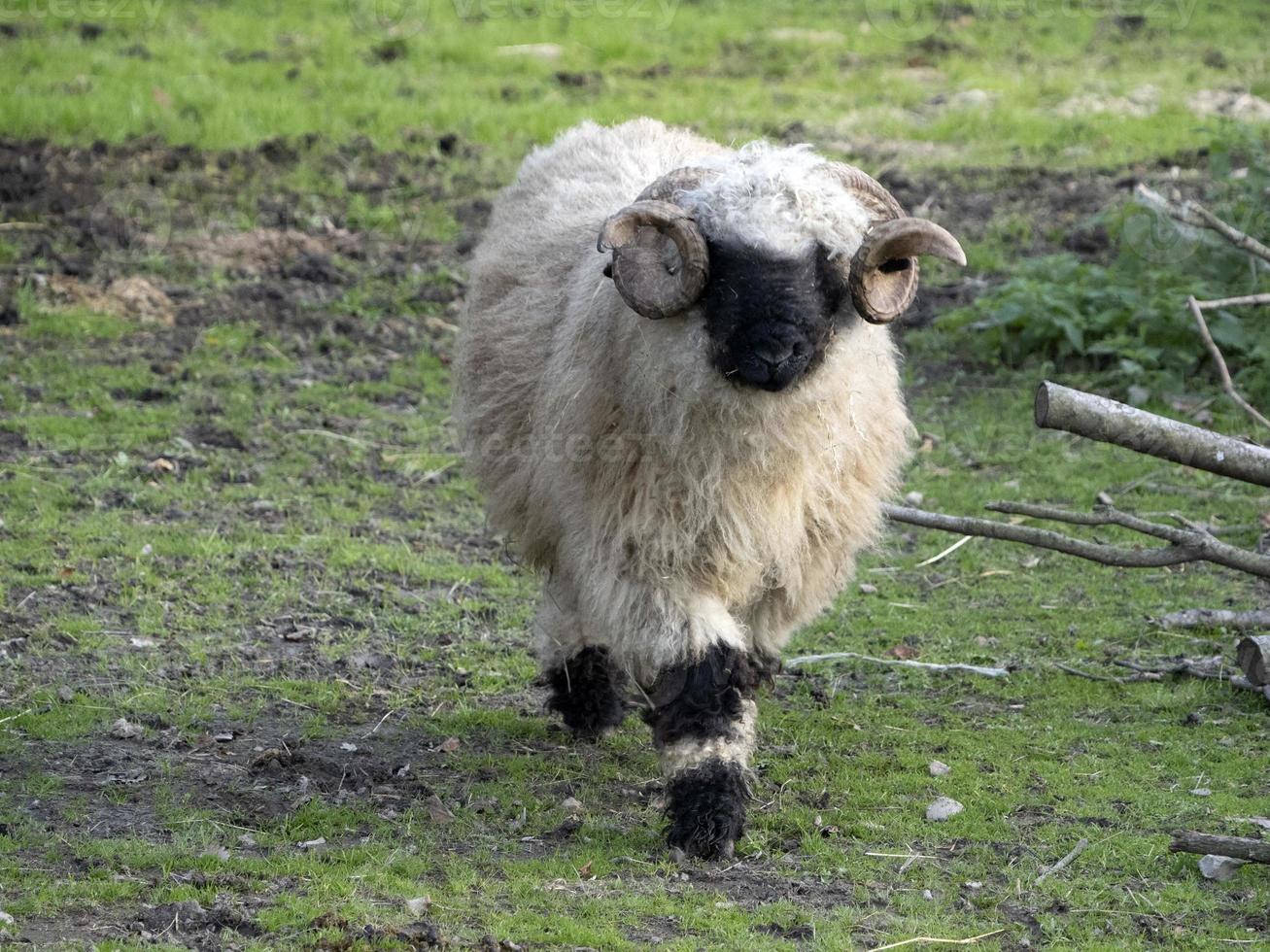 mouflon coming to you photo