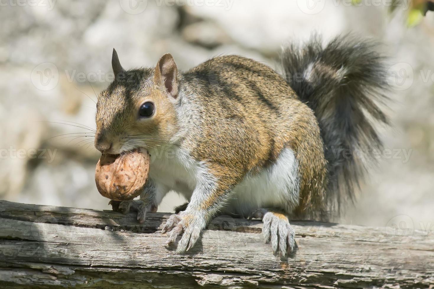 Isolated grey squirrel holding a nut photo