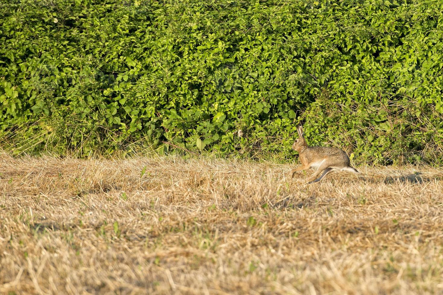 hare jumping on the grass photo