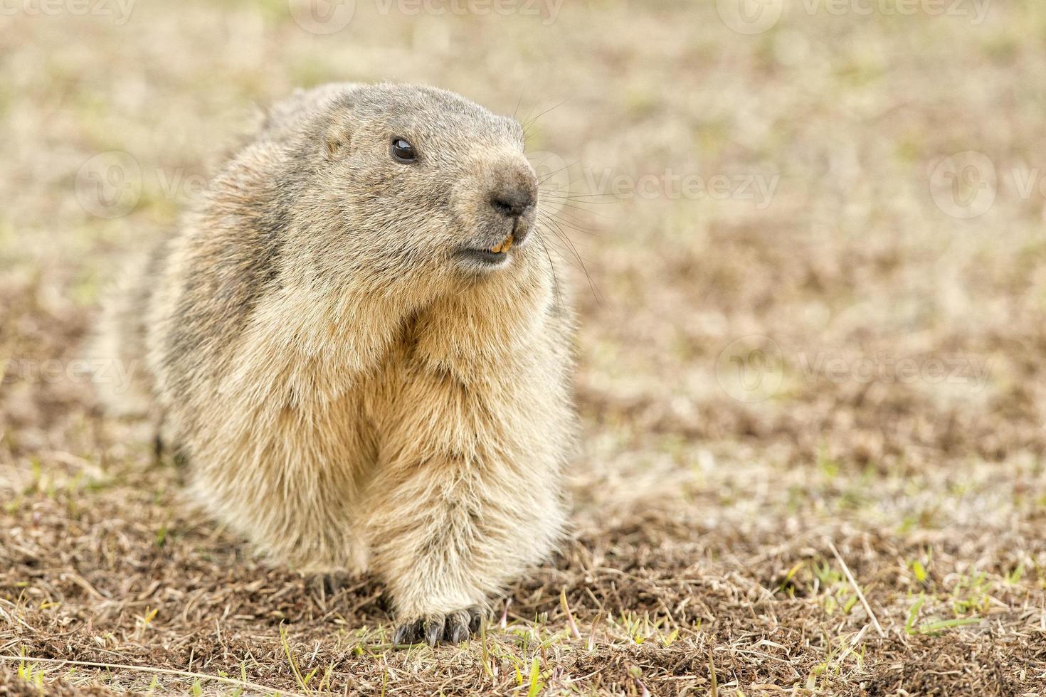 Isolated marmot portrait while coming to you photo