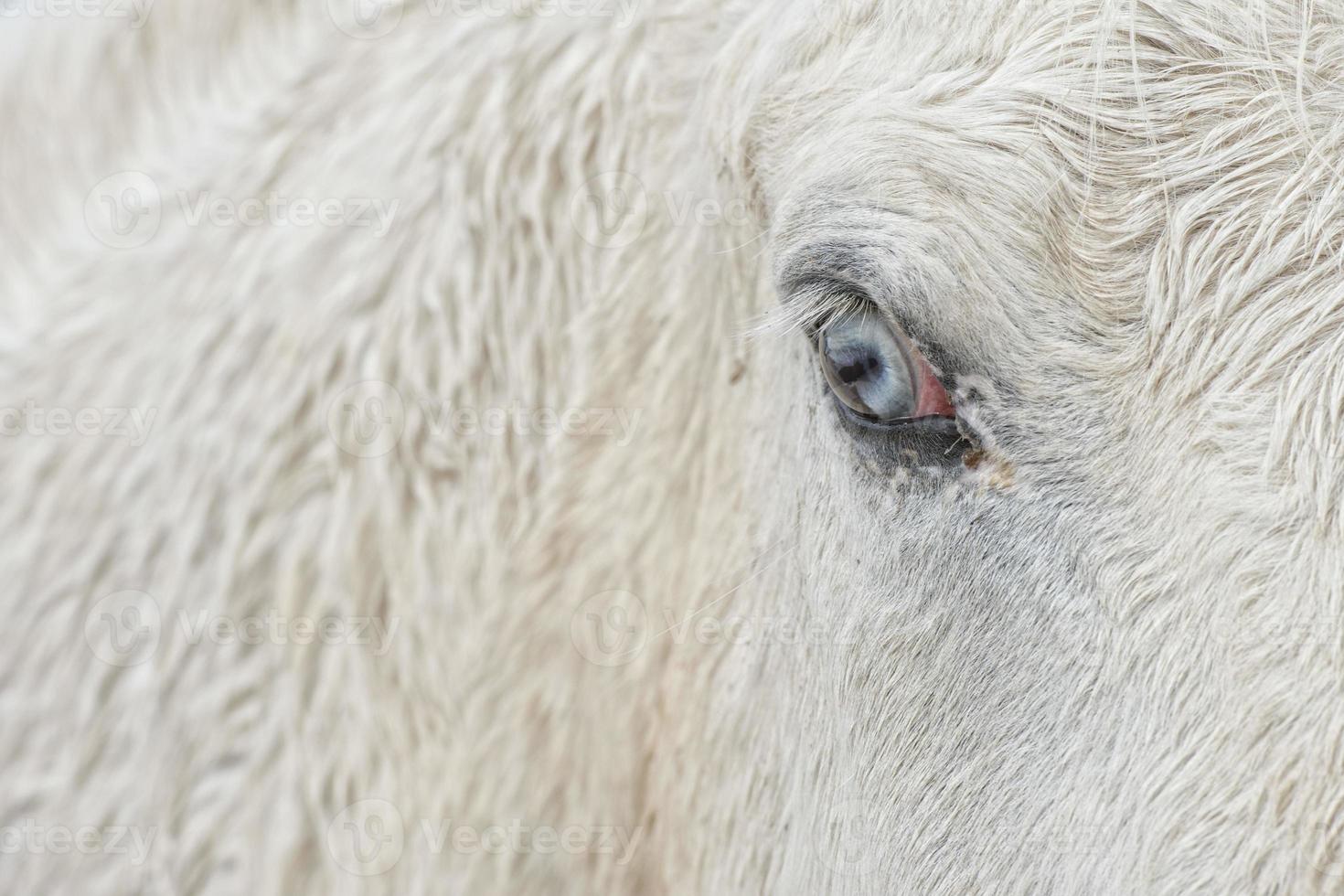 white horse blue eye photo