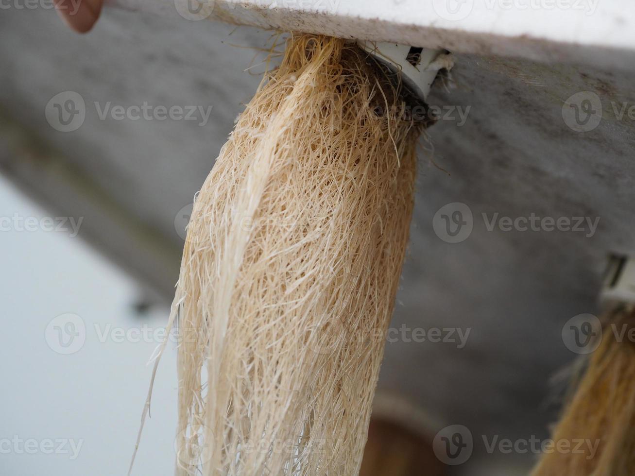 el raíces de hidropónico vegetales son completamente seguro. foto