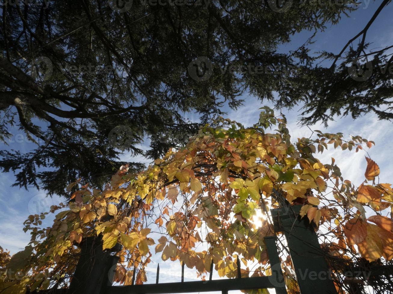 yelleow hedge leaves in autumn season photo