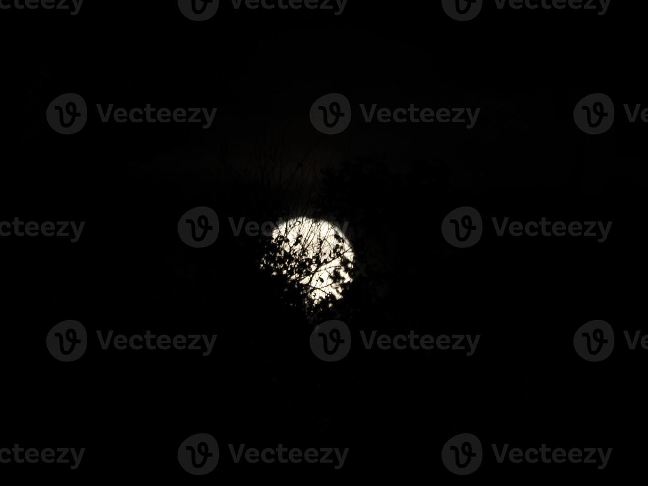 full moon on black tree branches photo