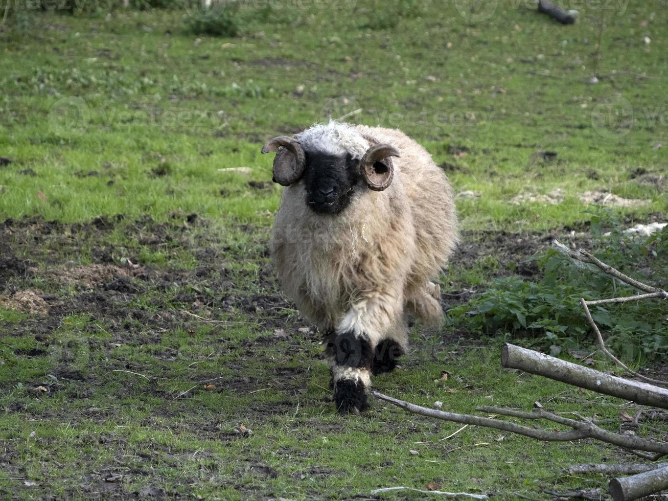 mouflon coming to you photo