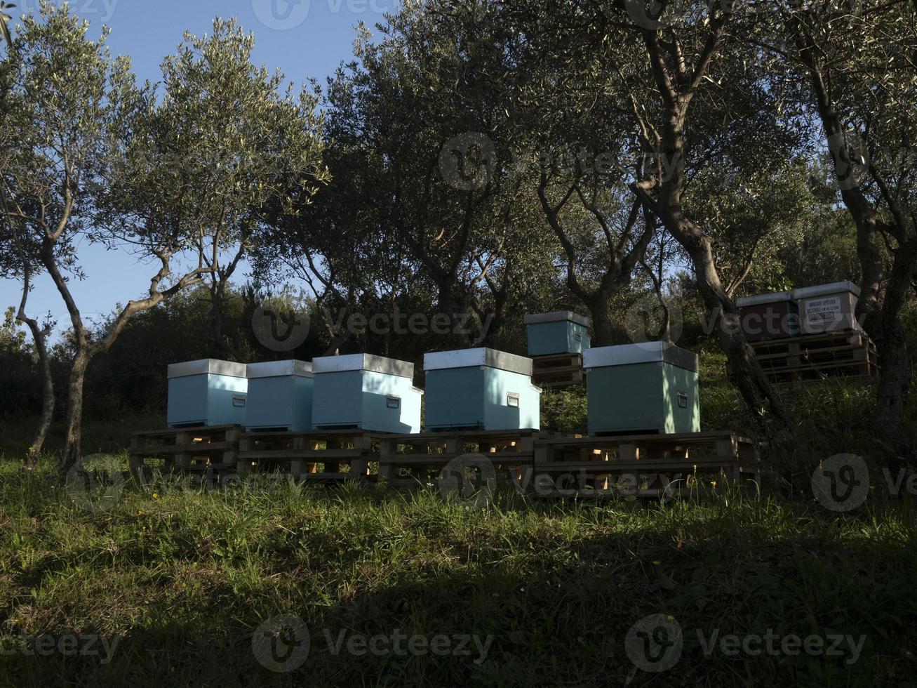 beehives in a field photo