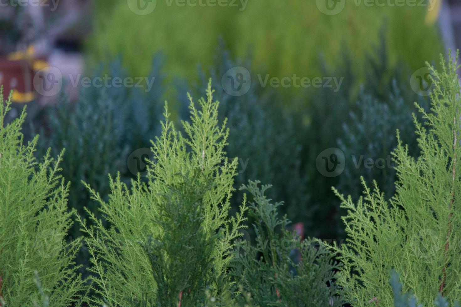 baby pine small green branches photo