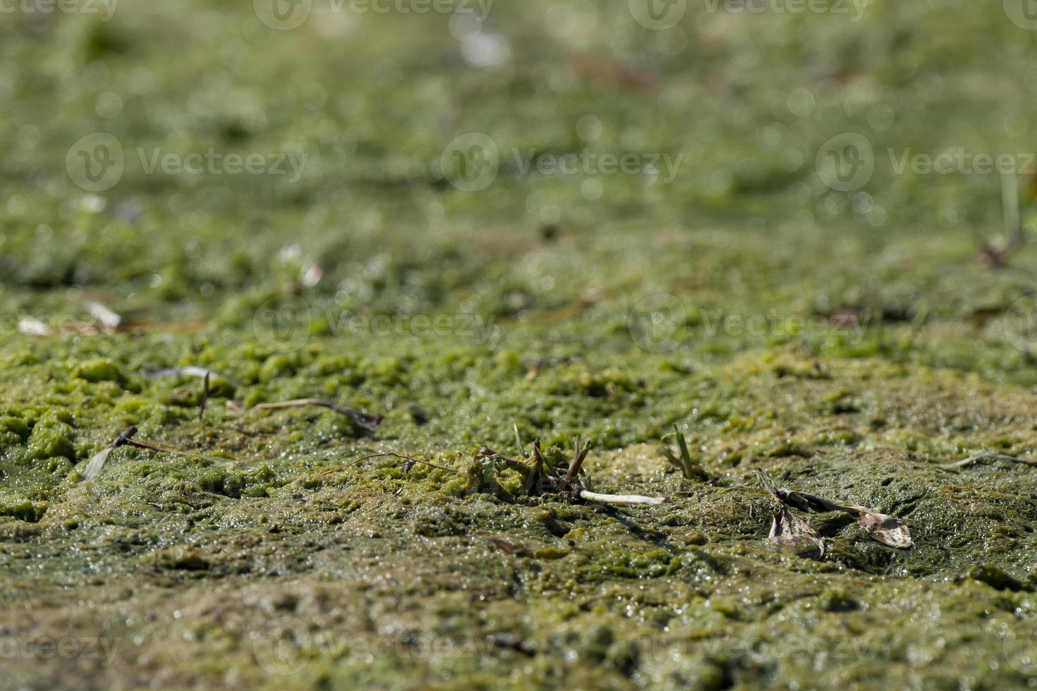 green swamp detail photo