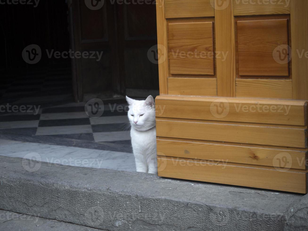 Cat inside church of riomaggiore cinque terre pictoresque village photo