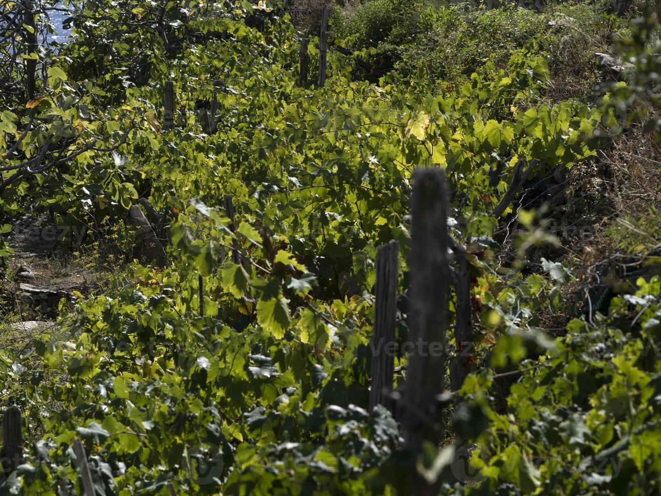 cinque terre wine grapevine sciacchetra wine photo