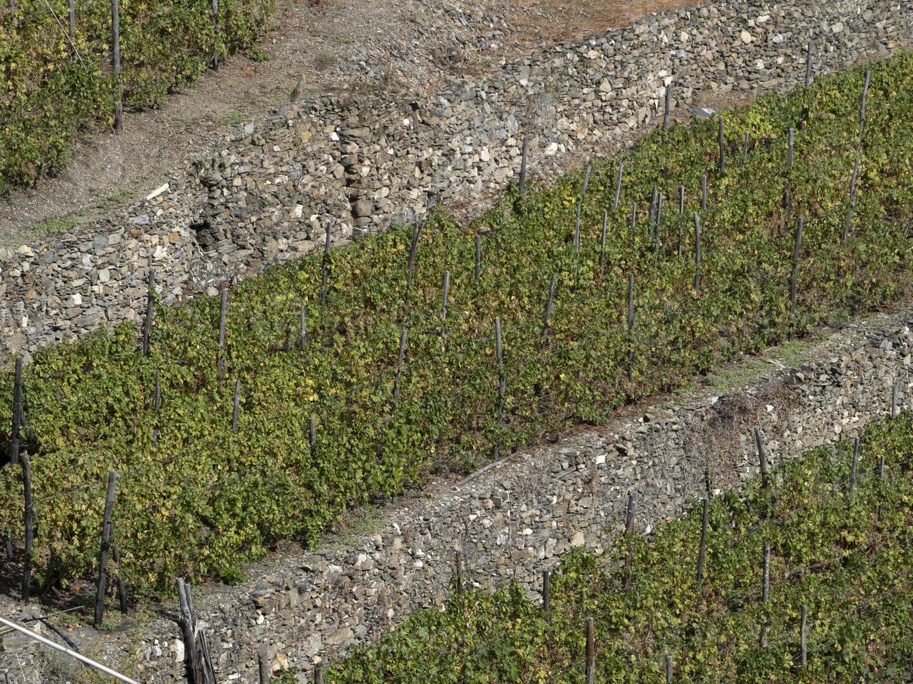 cinque terre vino vid sciacchetra vino foto