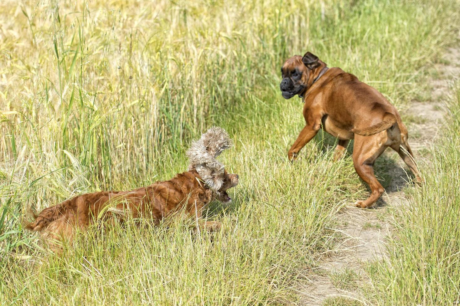 dogs while fighting on the grass photo