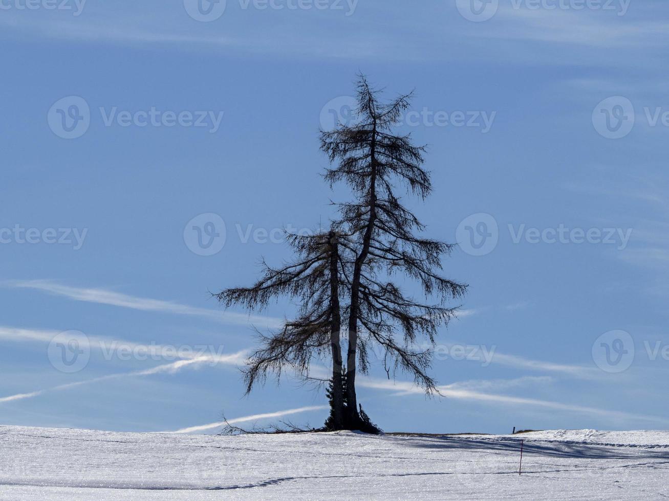 isolated pine tree silhouette on snow in mountains photo