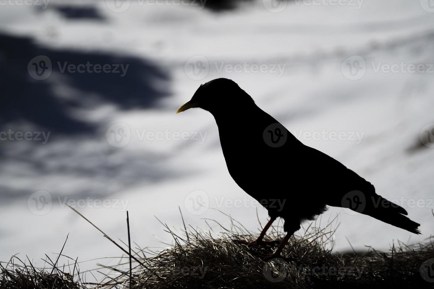 silhouette of croak black bird on white snow raven crow photo