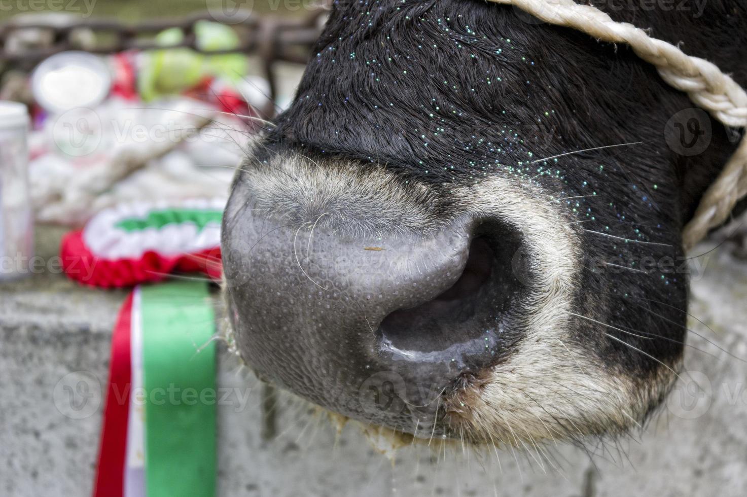 Cow nose detail photo