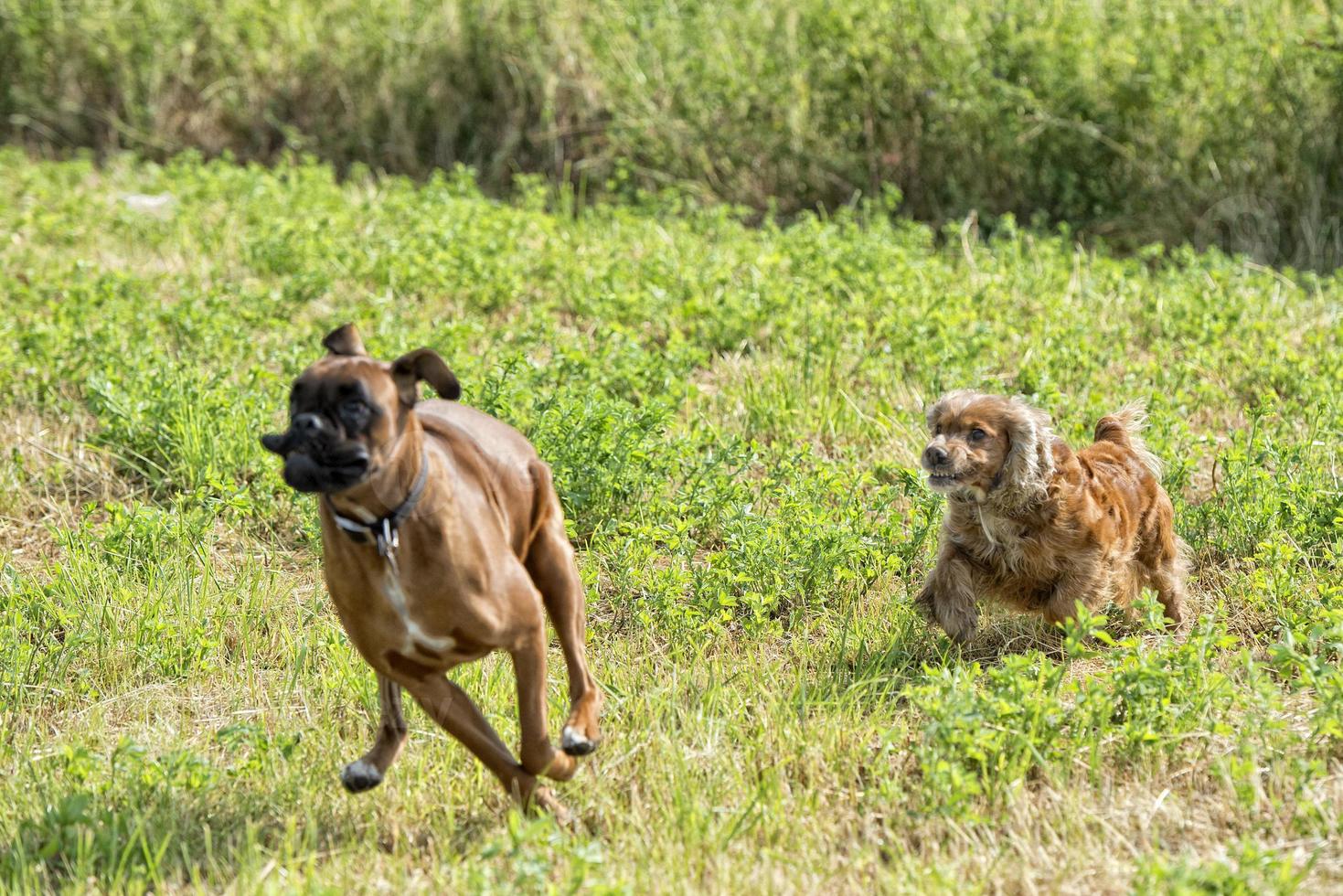 dogs while fighting on the grass photo