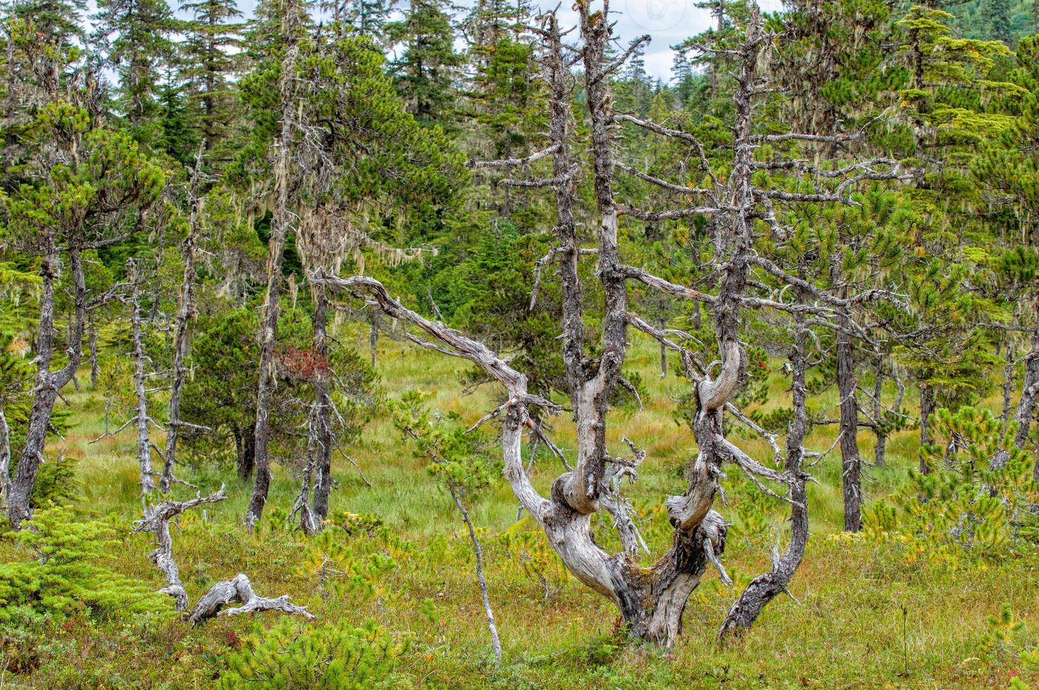 musgo cubierto bosque camino en Alaska foto