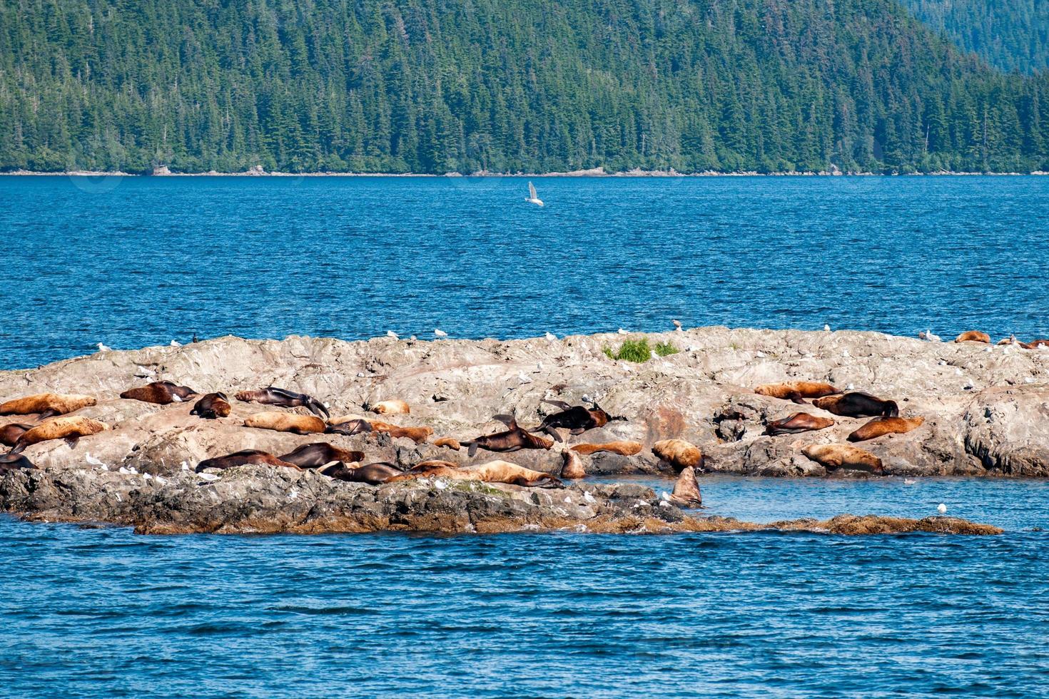 prince william sound alaska sea lion photo