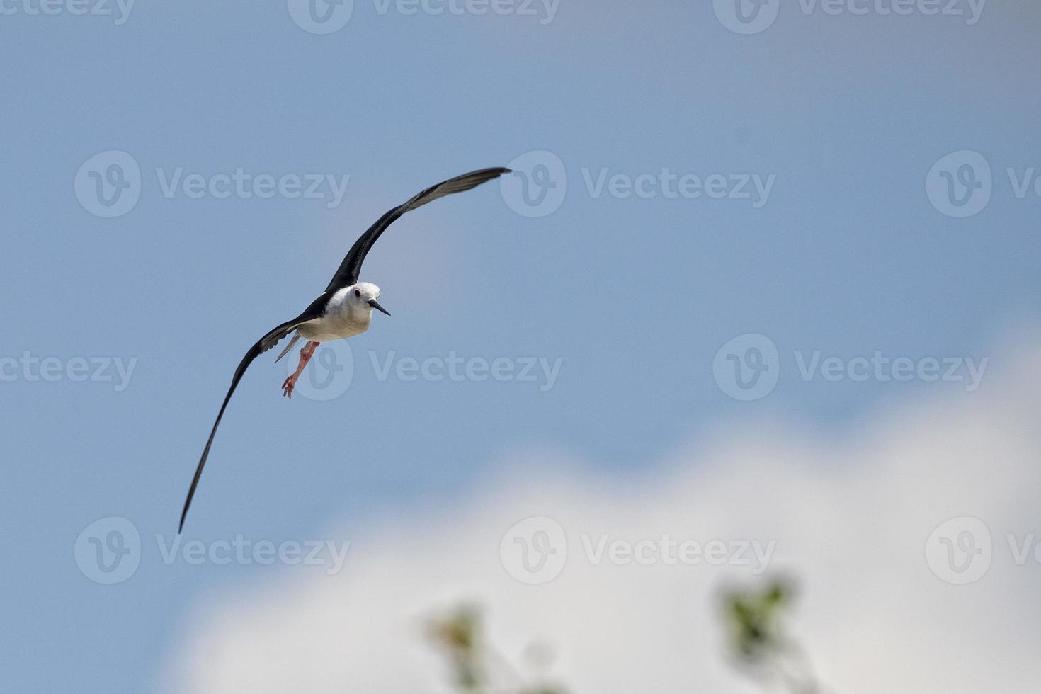 Isolated  black winged stilt while flying photo