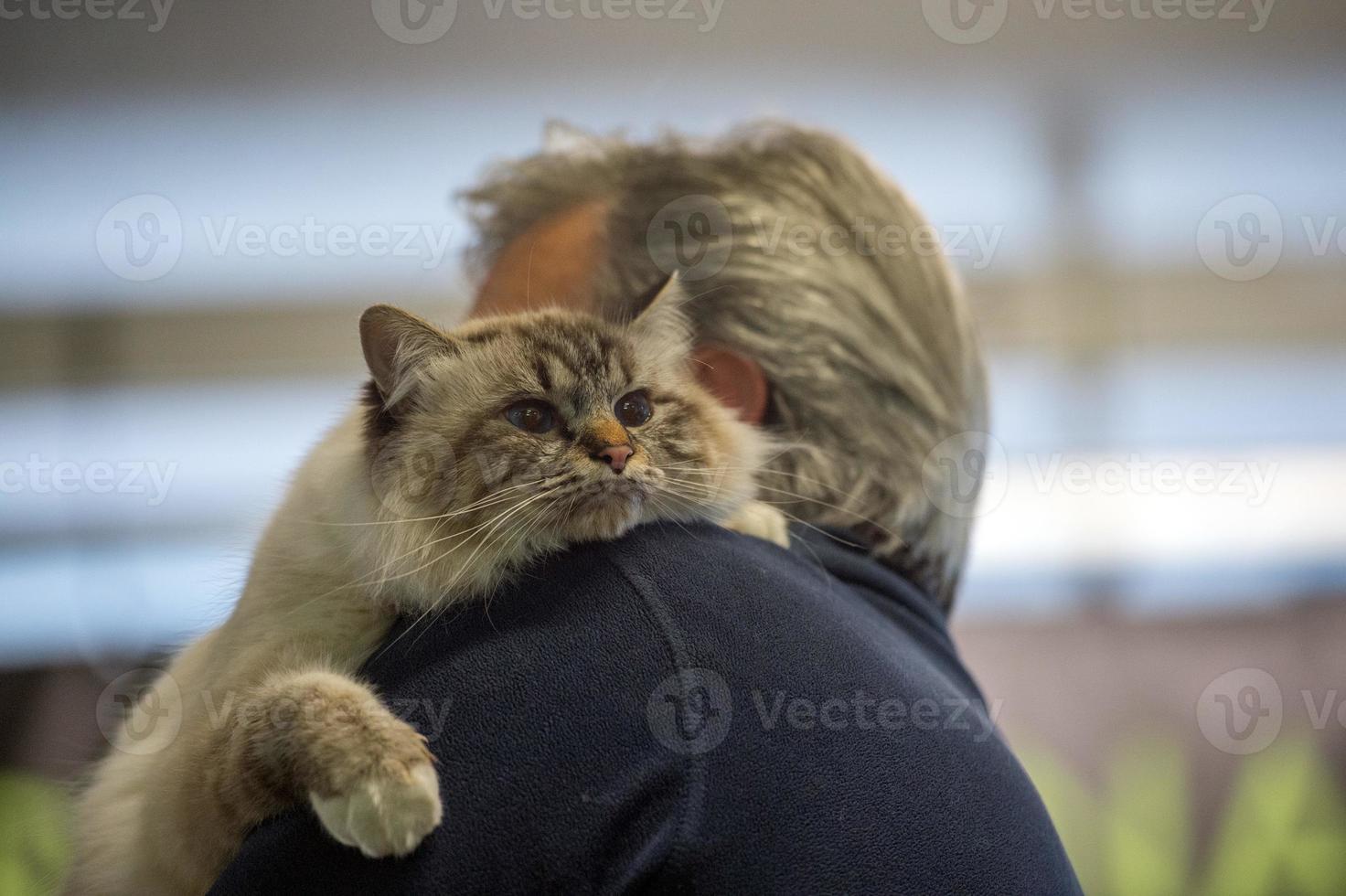 norway forest cat close up portrait photo