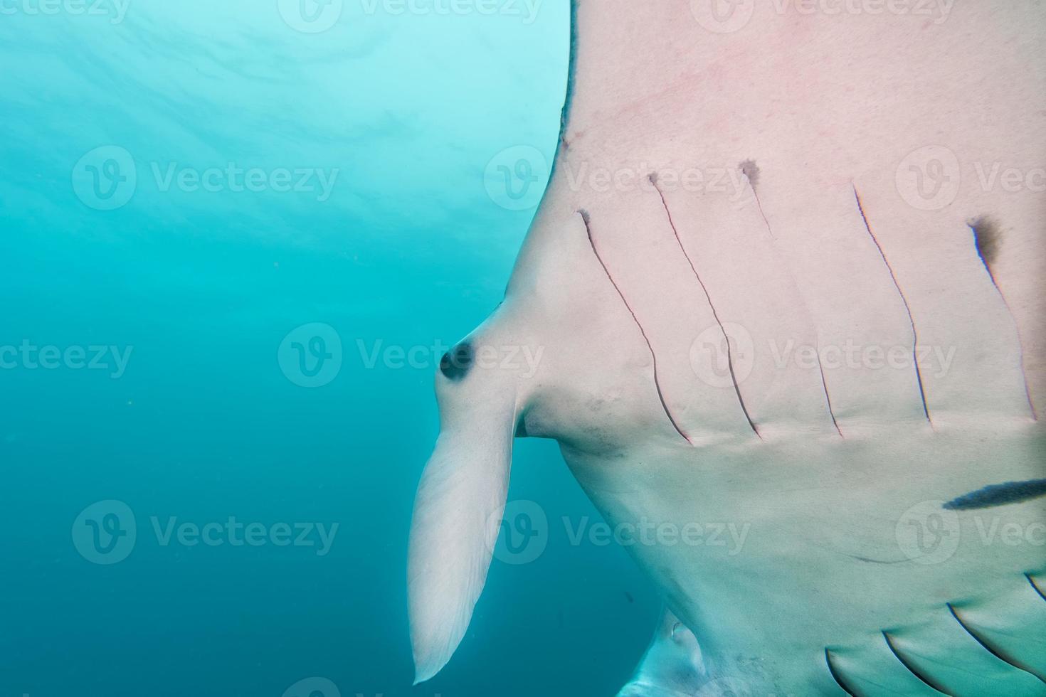Manta while diving in Raja Ampat Papua Indonesia photo