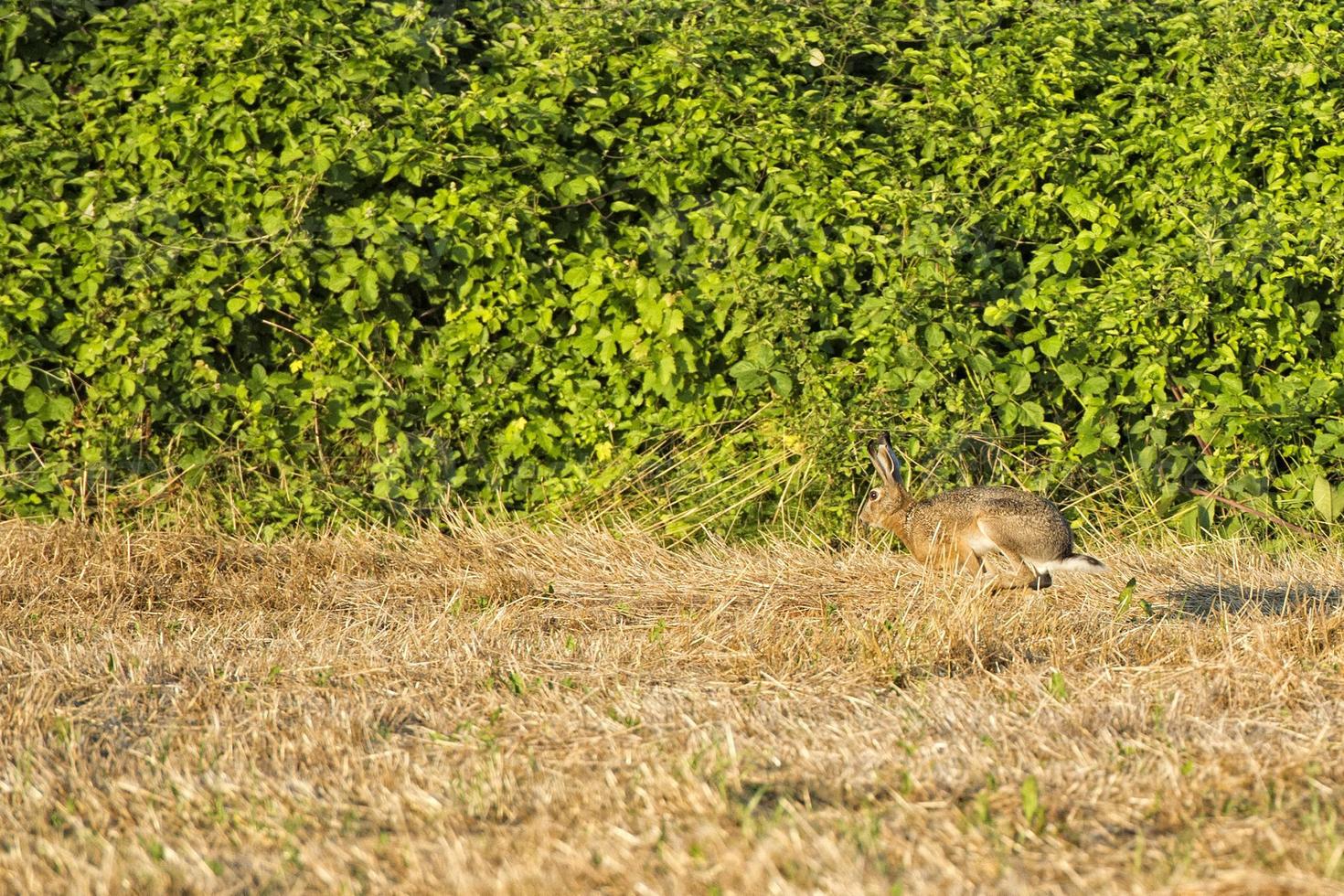 hare jumping on the grass photo