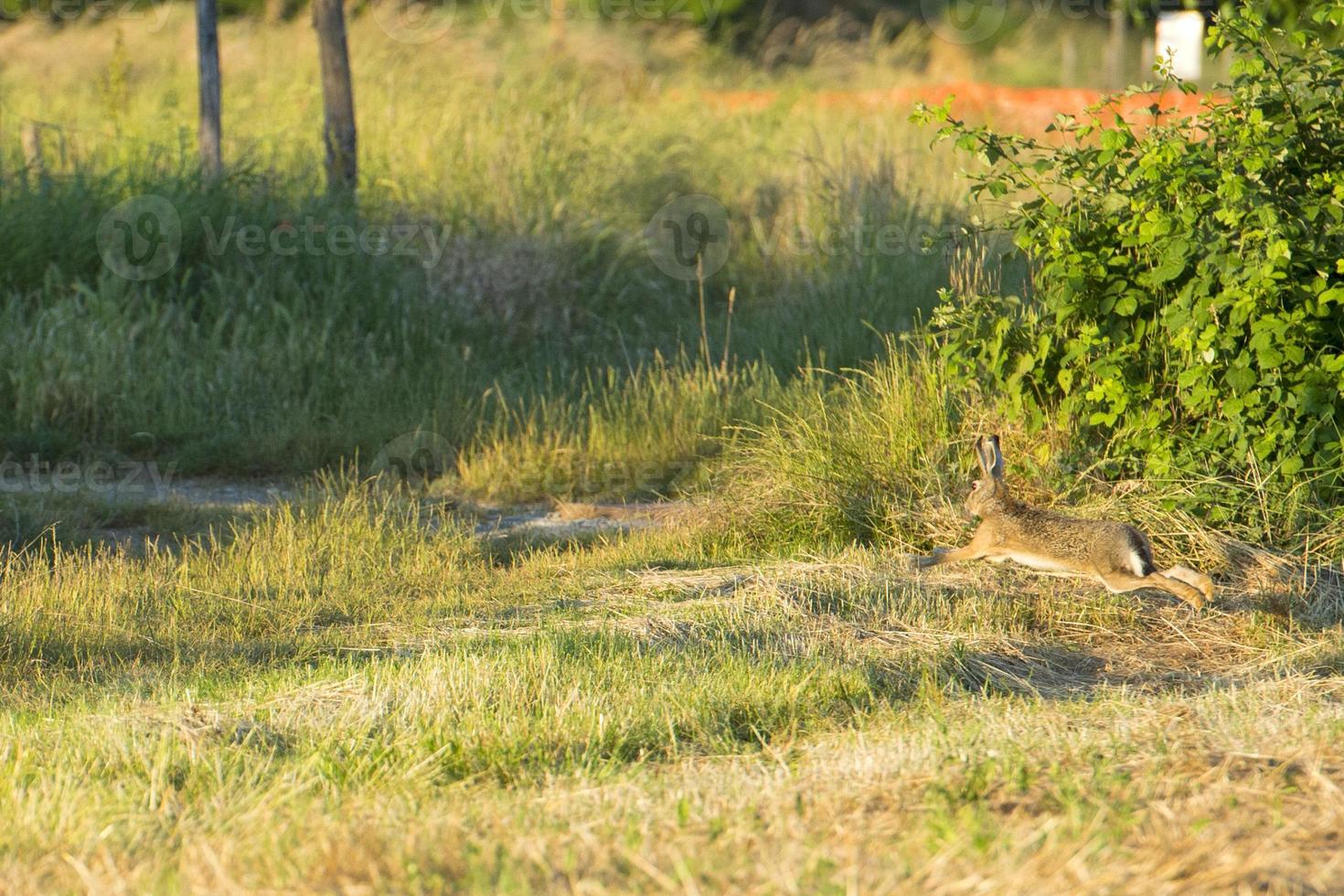 hare jumping on the grass photo