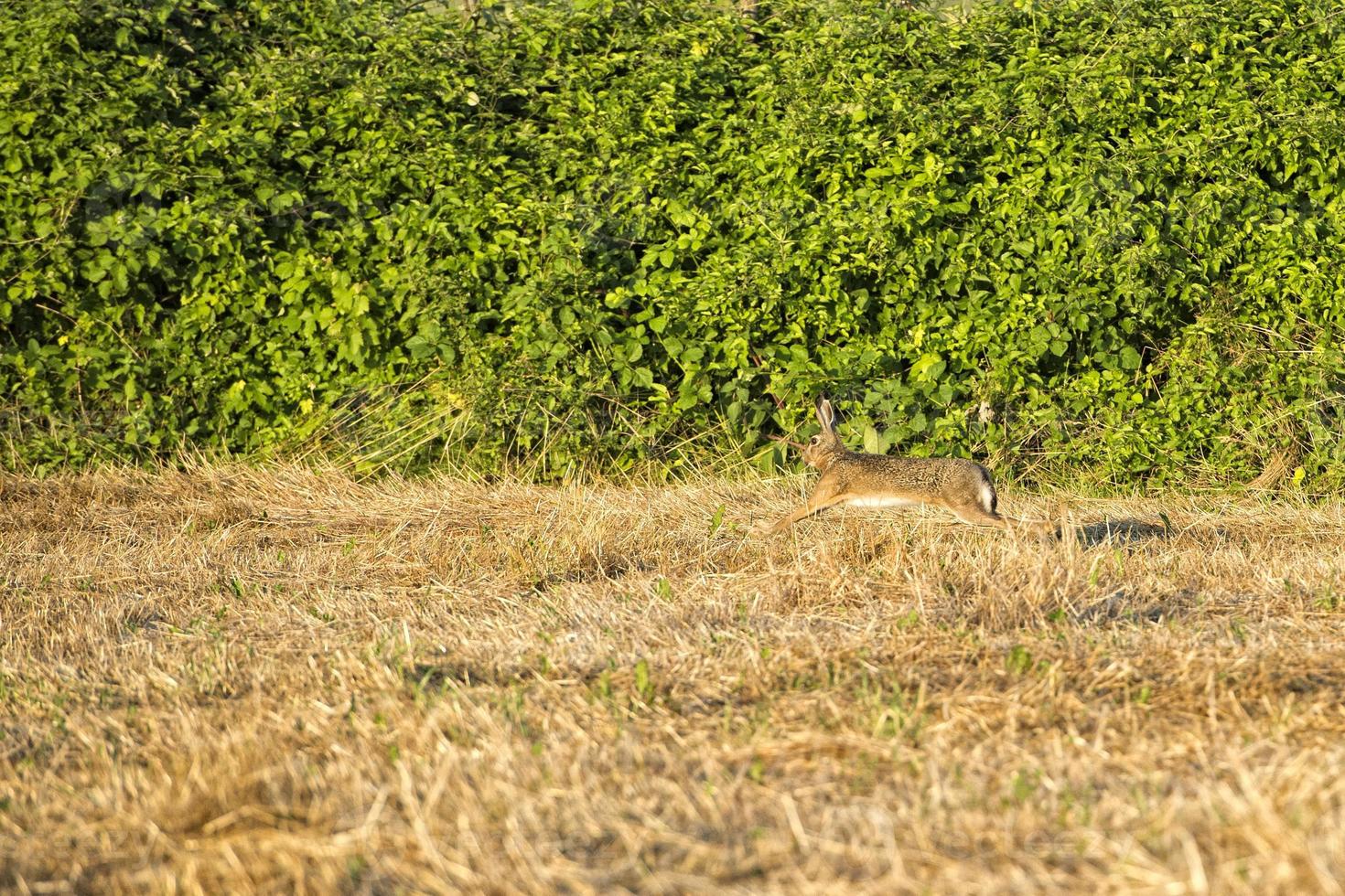 hare jumping on the grass photo