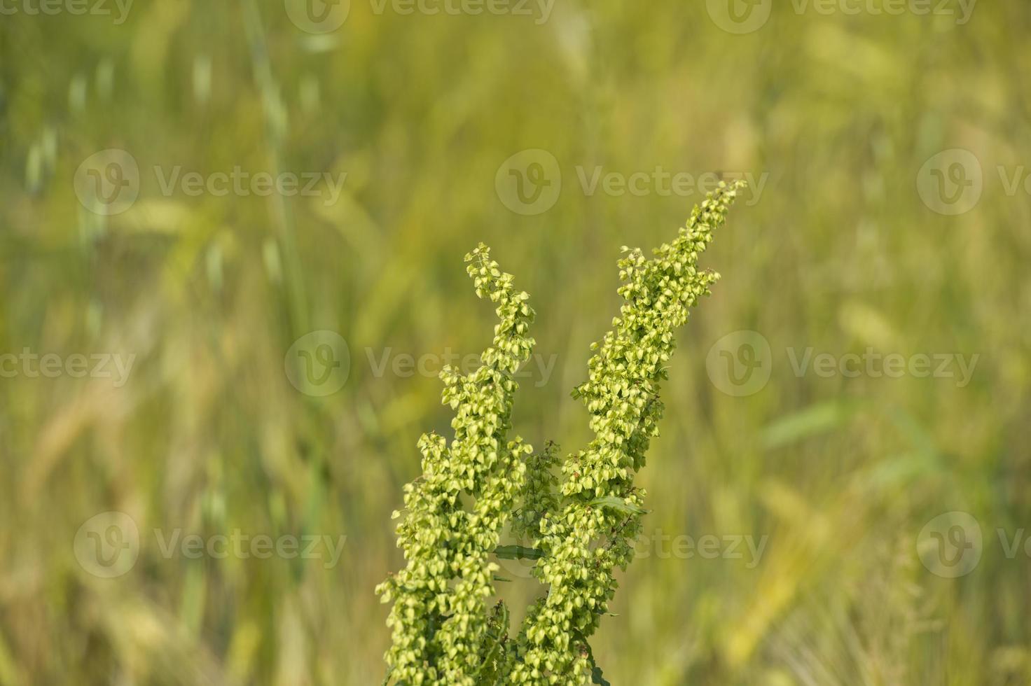 ear of wheat field detail photo