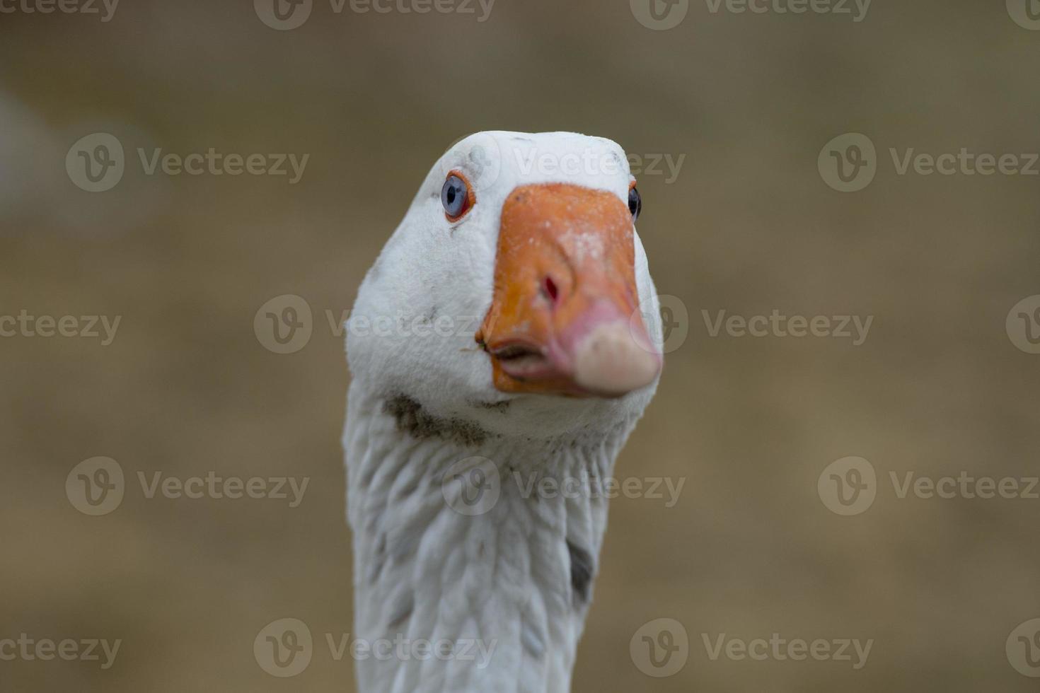 Goose close up portrait photo