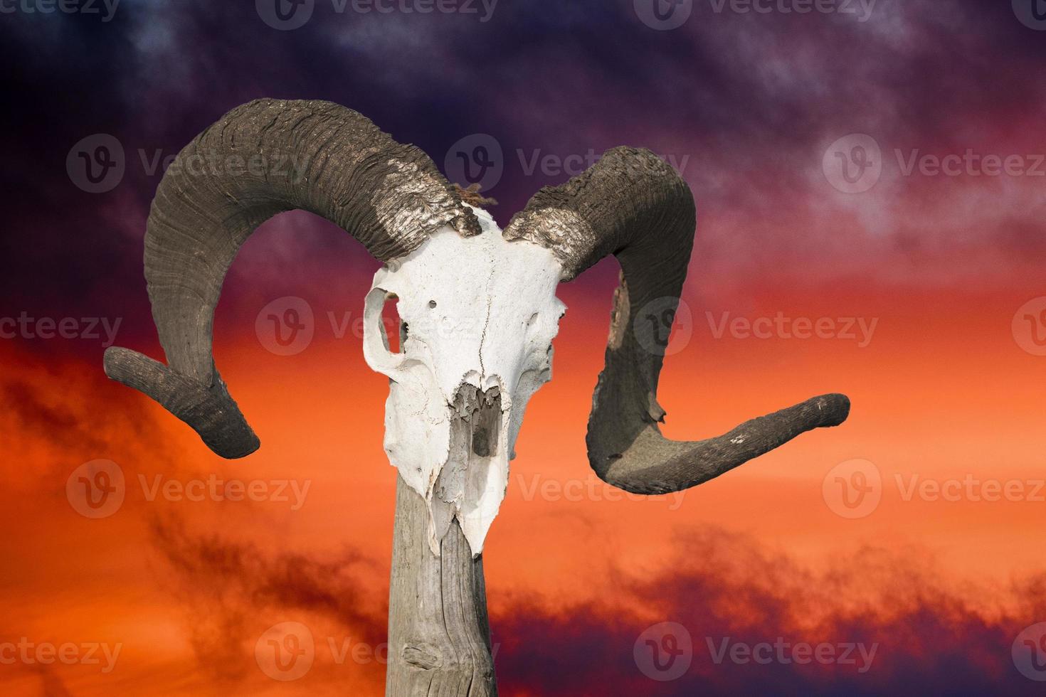sheep skull on far west wagon pole photo
