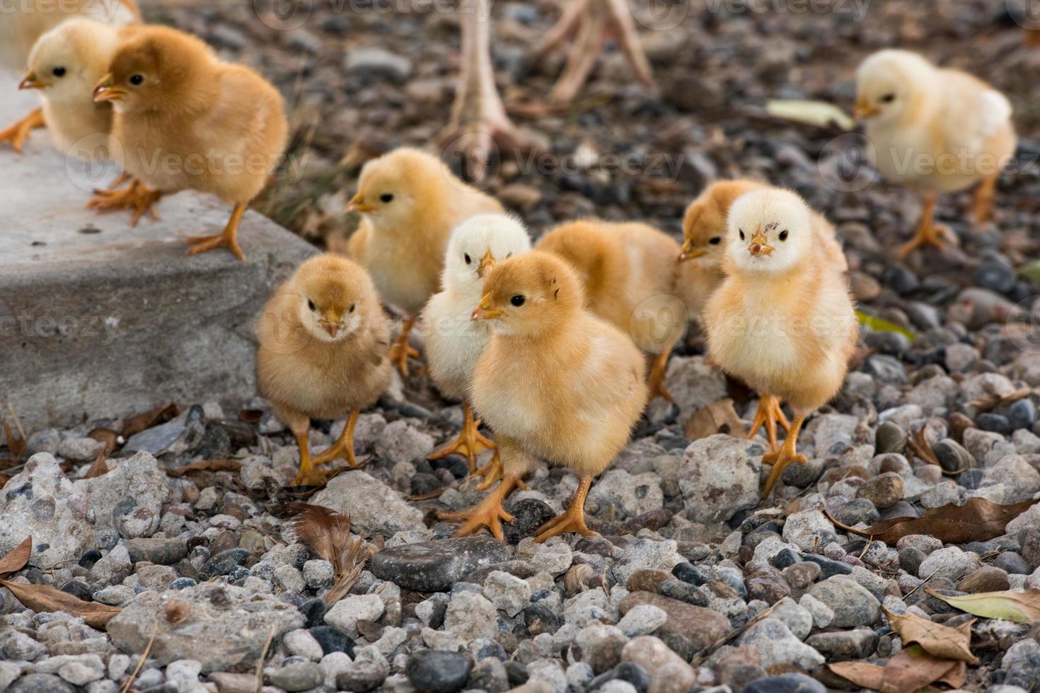 gallina y pollitos melancólicos en una granja foto