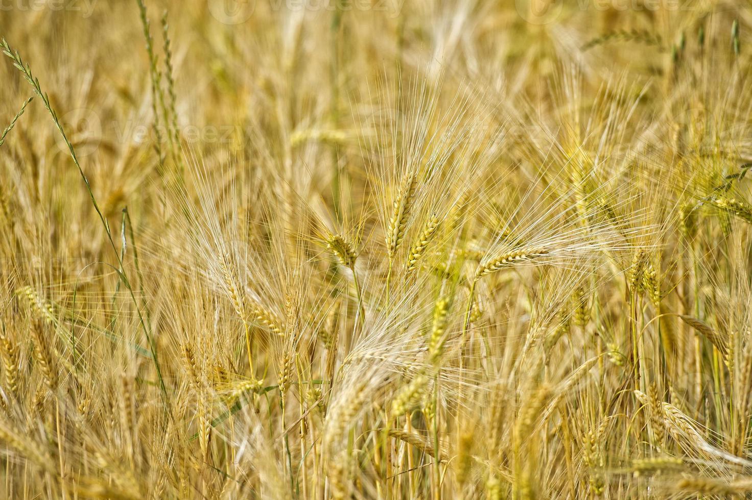 ear of wheat field detail photo