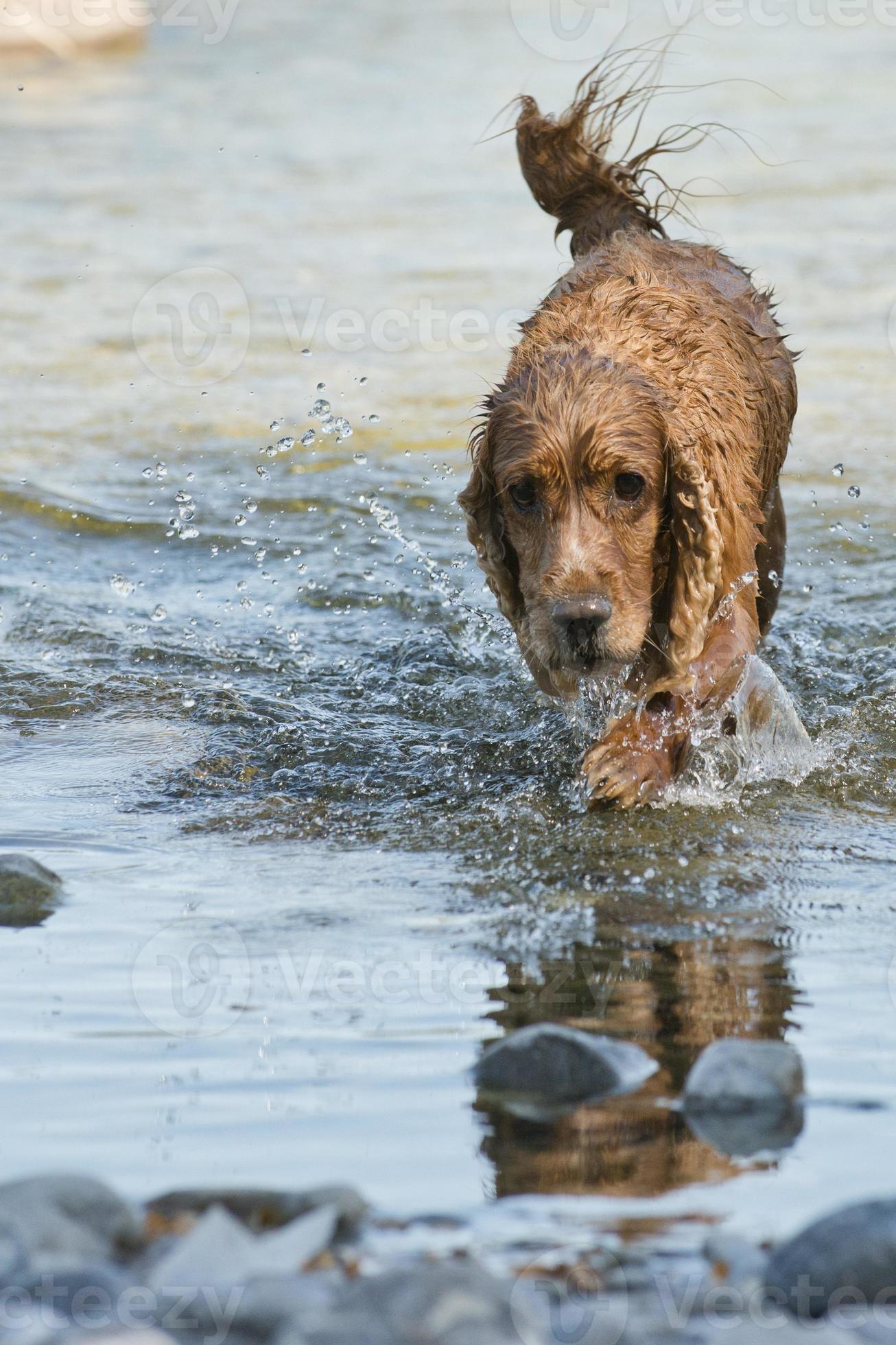 English cocker spaniel dog walking on water 20179888 Stock Photo at