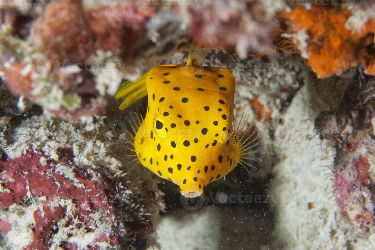 Yellow Box Fish ostracion cubicus close up portrait photo