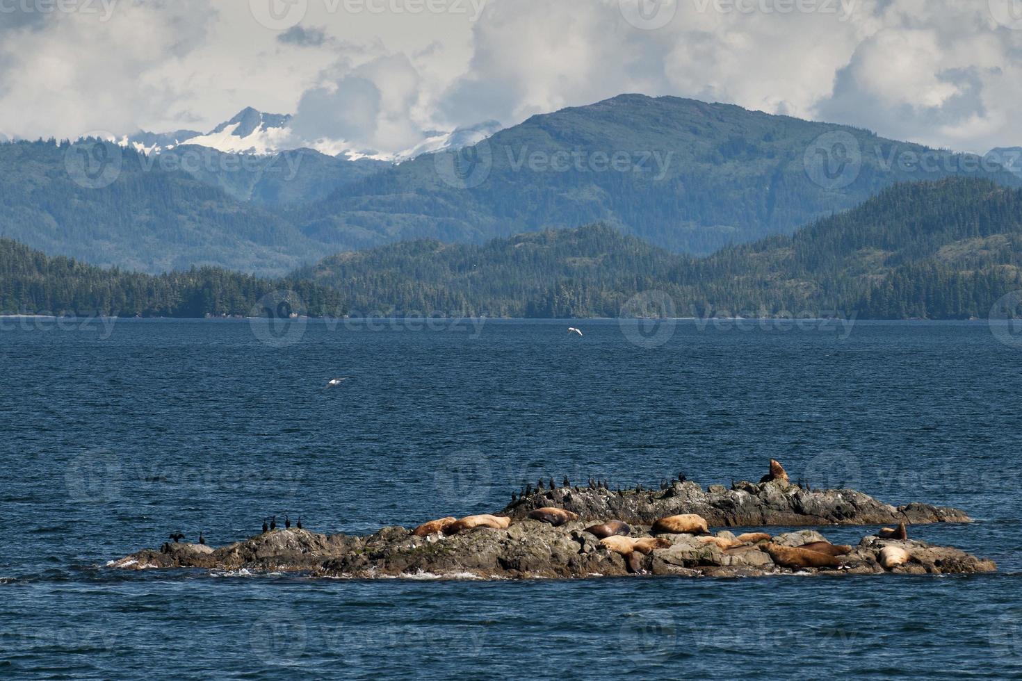 Sea lions resting on a rock near Whittier, Alaska photo