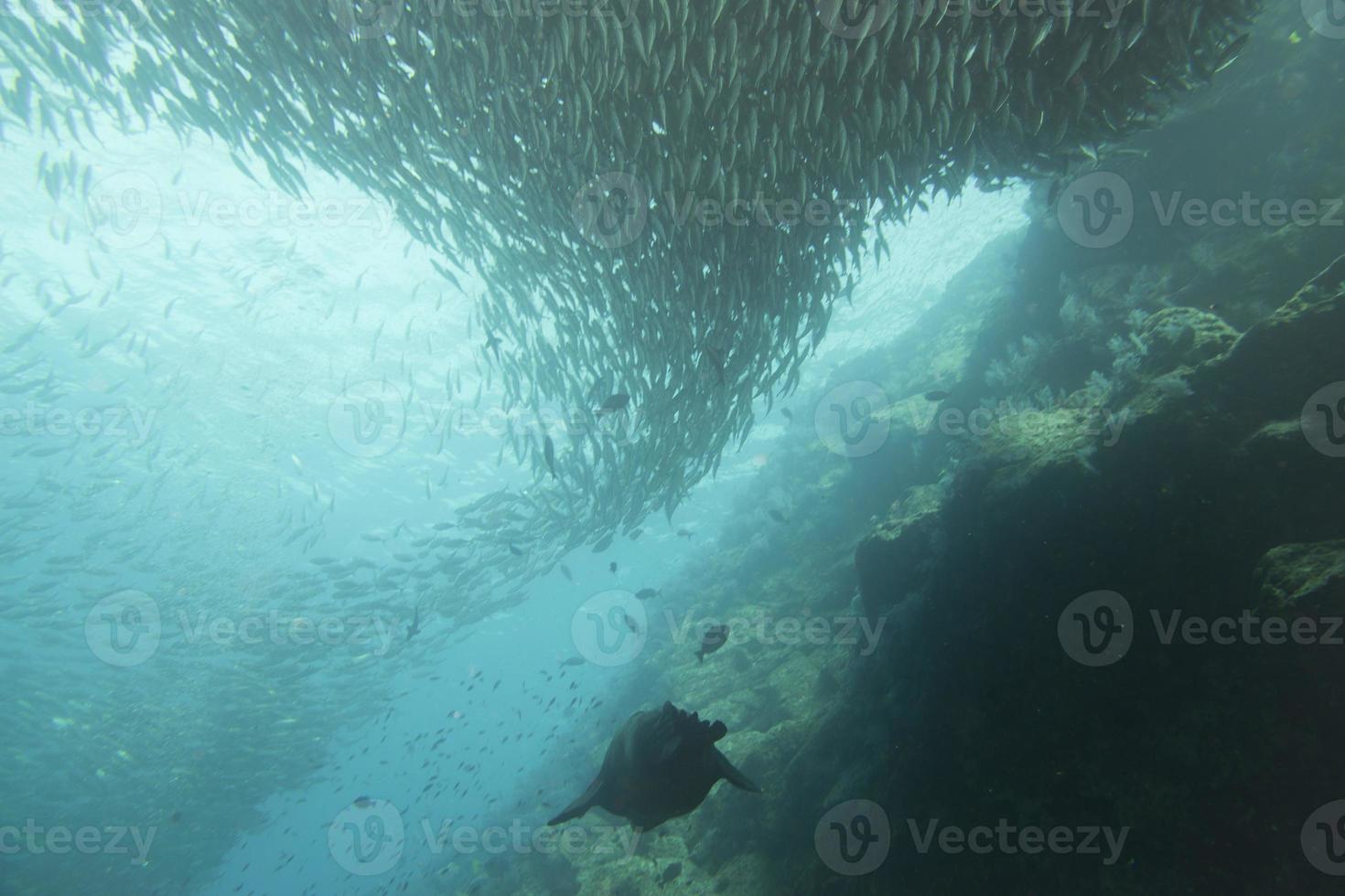 sea lion underwater while entering a school of fish photo