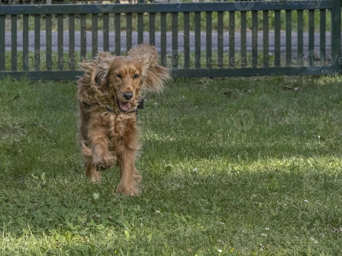 happy puppy dog cocker spaniel in the green grass photo