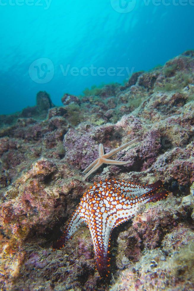 sea stars in a reef colorful underwater landscape photo