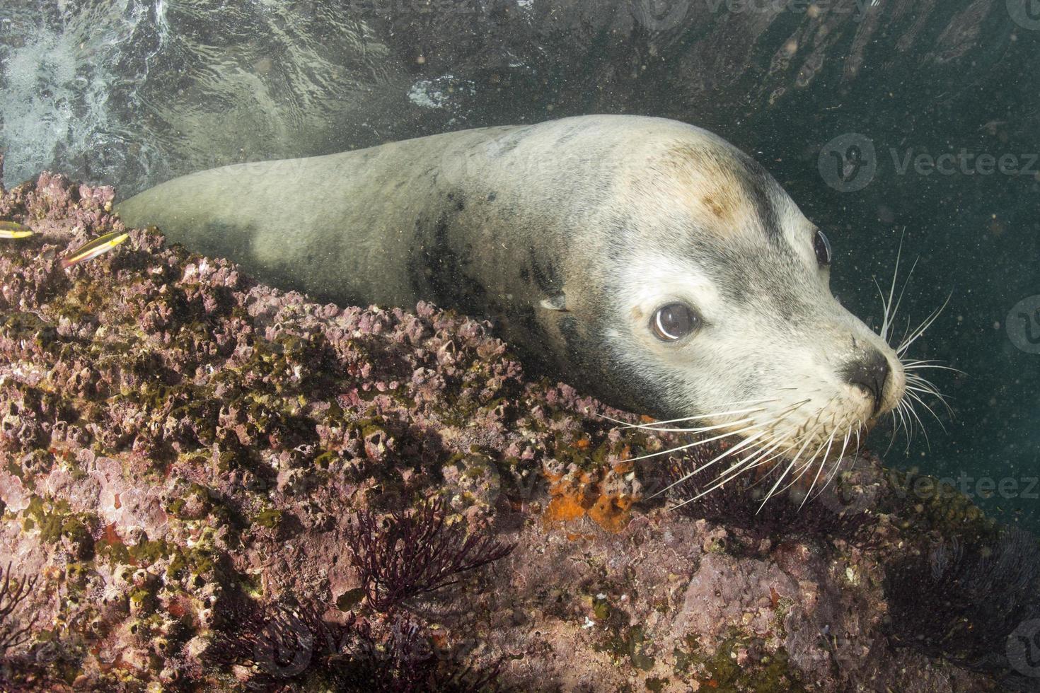 Male sea lion underwater looking at you photo