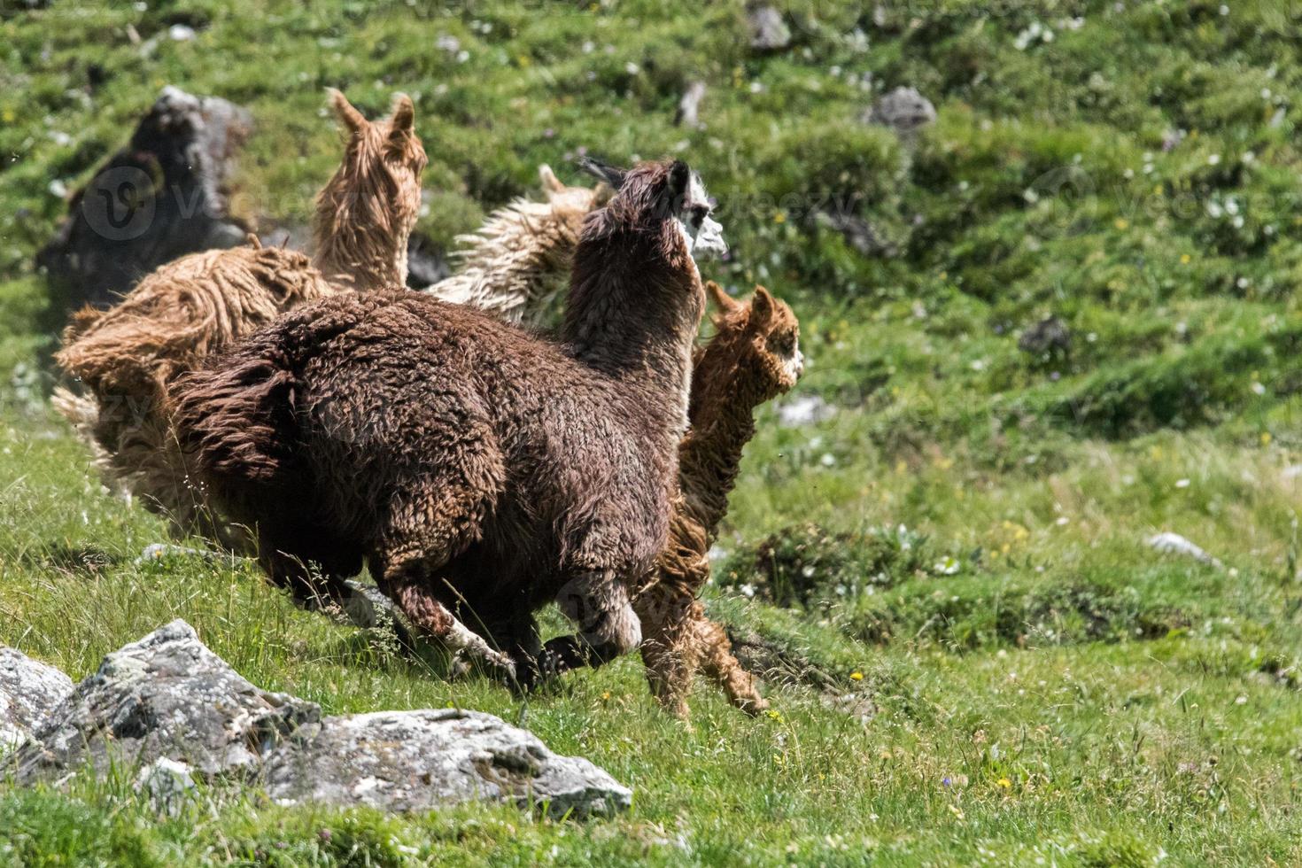 alpaca portrait while running on grass photo