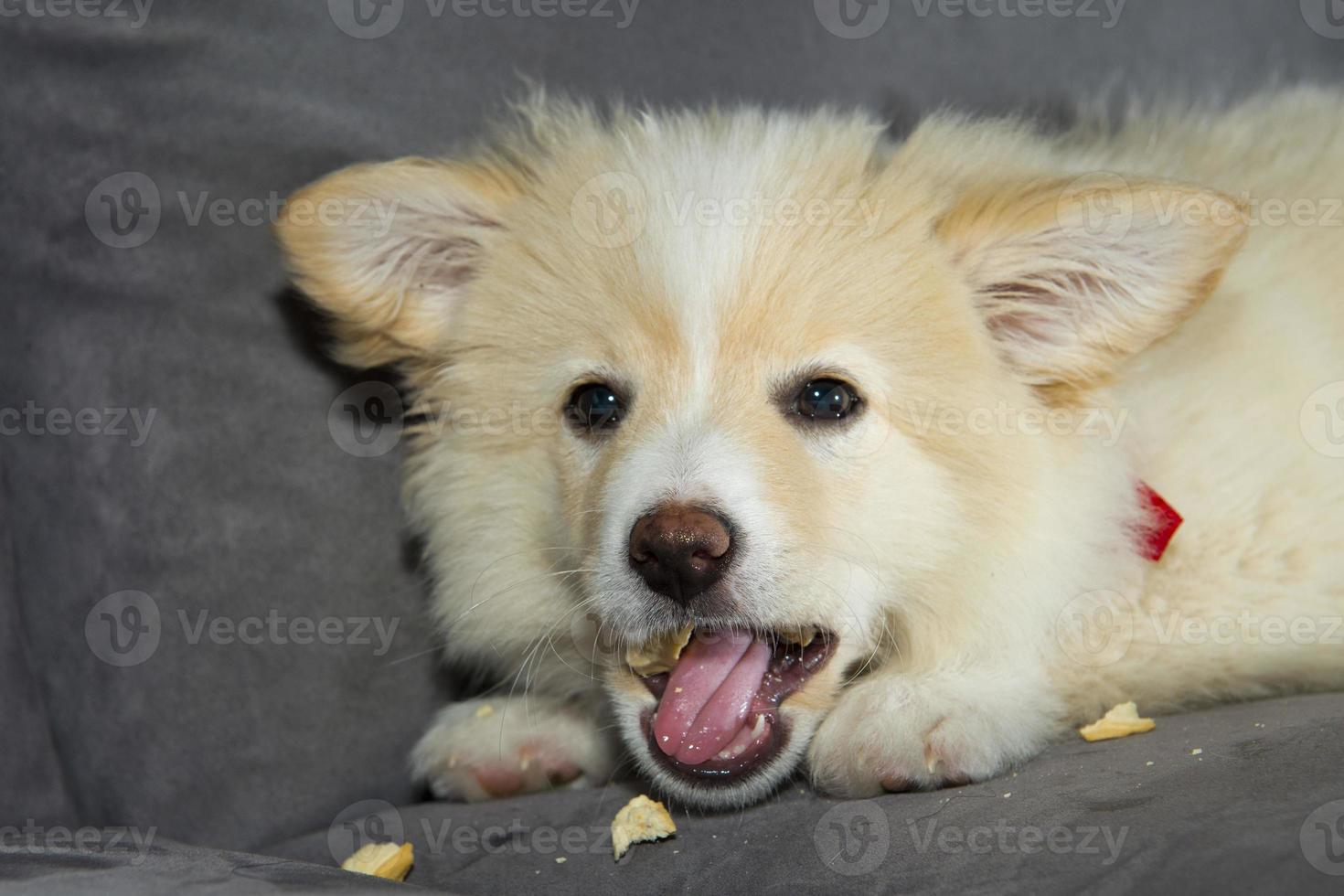 Young Pomeranian dog while eating photo