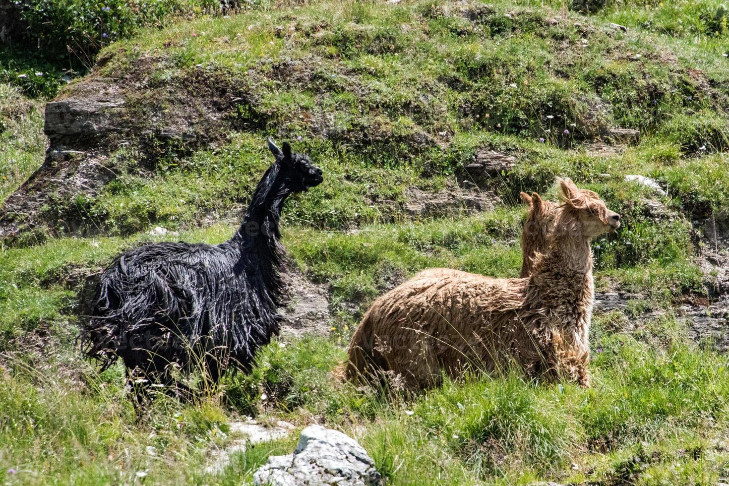 alpaca portrait while running on grass background photo