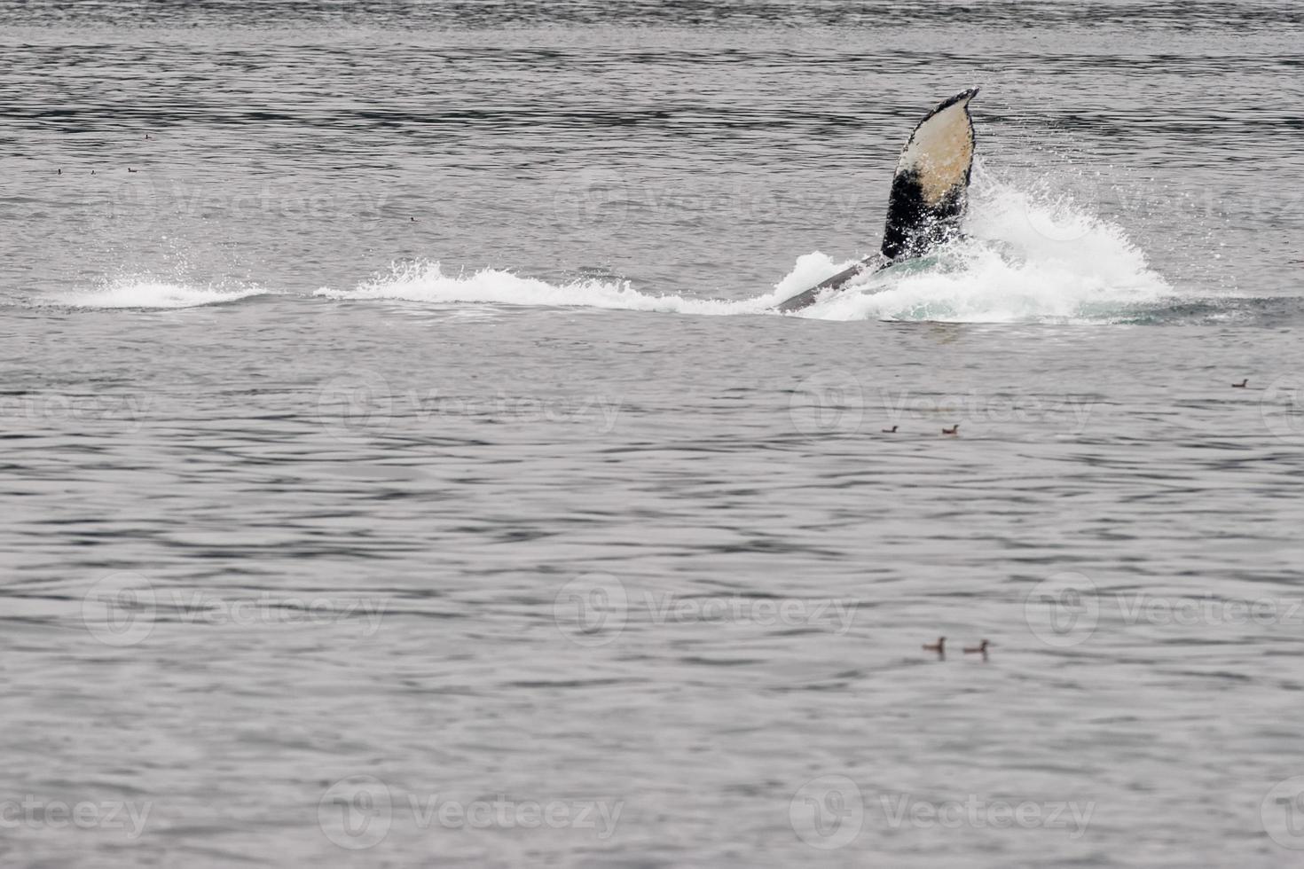 Humpback whale while splashing  in Glacier Bay Alaska photo