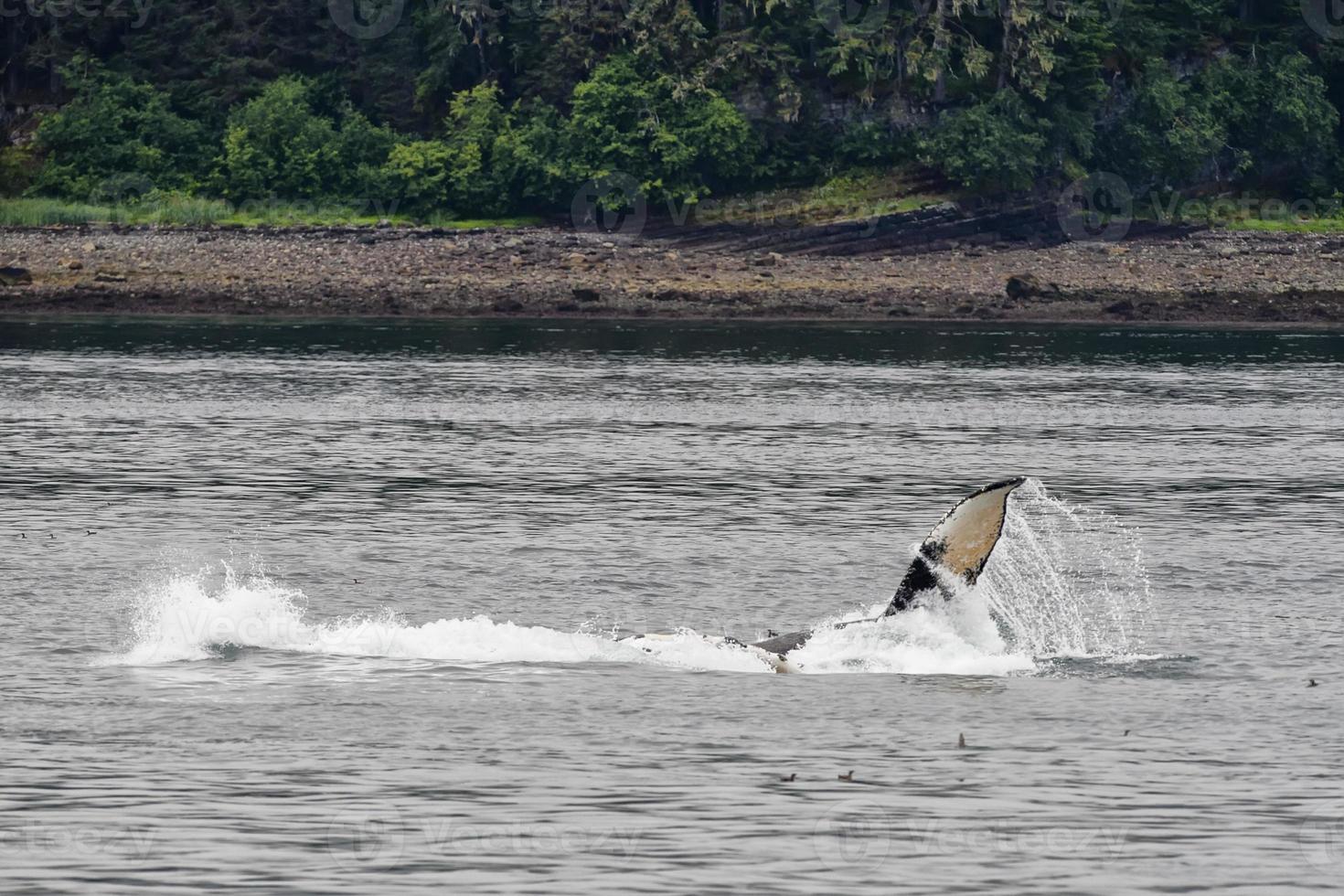 jorobado ballena mientras salpicaduras cerca el apuntalar en glaciar bahía Alaska foto