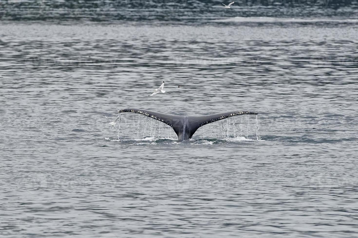 Humpback whale tail while going down in Glacier Bay Alaska photo