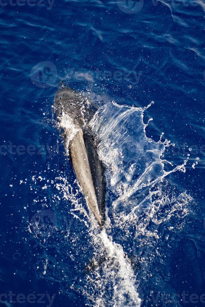 Dolphin while jumping photo